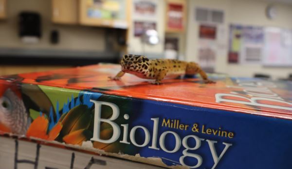 Rico sits atop a biology class textbook during AP Biology.